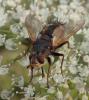 Tachina fera